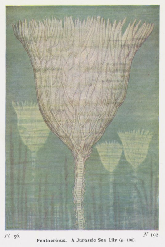 Pentacrinus, Jurassic merililja (väri litho) tekijältä W. J. Stokoe