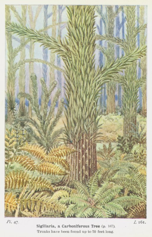 Sigillaria, hiilipitoinen puu (väri litho) tekijältä W. J. Stokoe