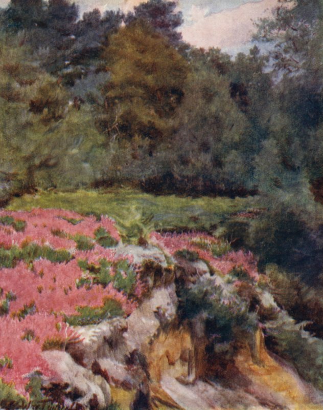 Uusi metsä: Sorakuopan pää Roydenissa (väri litho) tekijältä Walter Frederick Roofe Tyndale