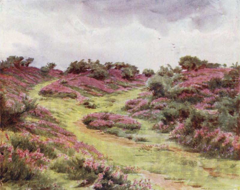 Uusi metsä: Bell Heather Setley Plainilla (väri litho) tekijältä Walter Frederick Roofe Tyndale