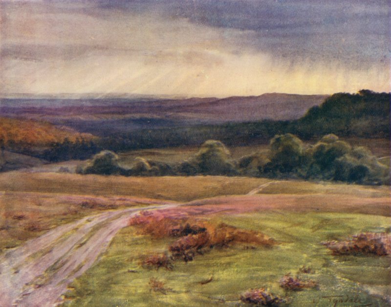 Uusi metsä: Boldrewood Walk, Puck Pitts, Fritham Roadilta (väri litho) tekijältä Walter Frederick Roofe Tyndale