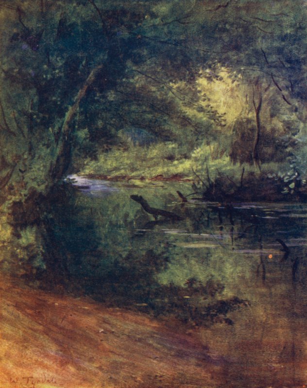 Uusi metsä: Northgate, lähellä Culverleyä, Lodge Walkissa (väri litho) tekijältä Walter Frederick Roofe Tyndale