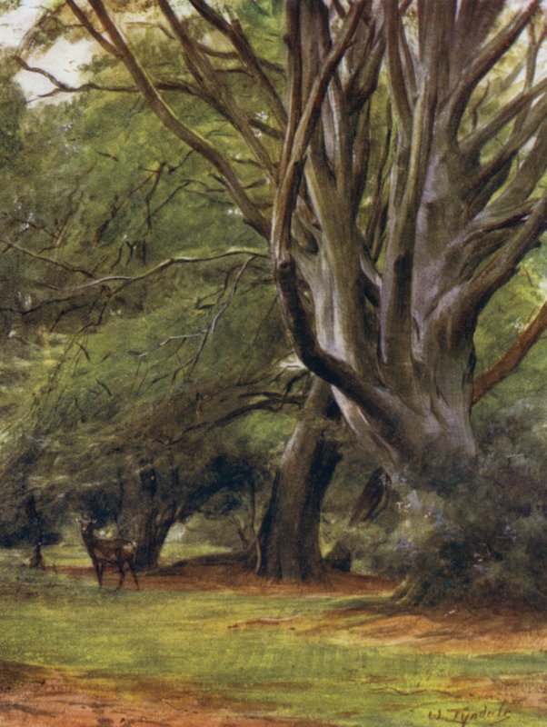 Uusi metsä: Penerley Woods (väri litho) tekijältä Walter Frederick Roofe Tyndale