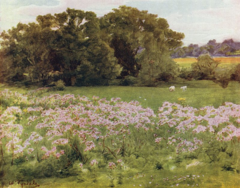 Uusi metsä: Riversdale, Boldre (väri litho) tekijältä Walter Frederick Roofe Tyndale