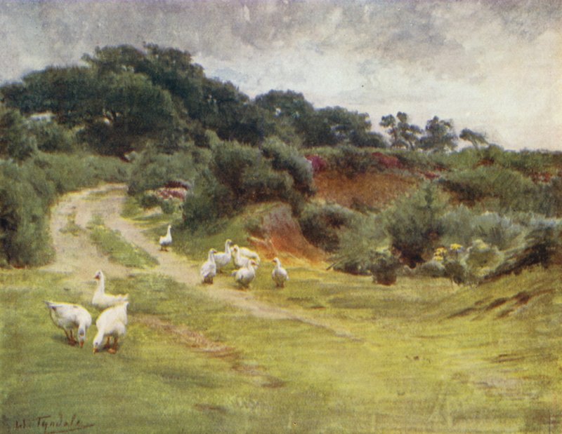Uusi metsä: Royden Common, lähellä Brokenhurstia (väri litho) tekijältä Walter Frederick Roofe Tyndale