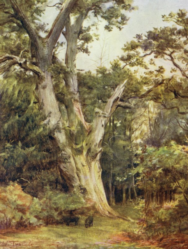 Uusi metsä: Kuningas Boldrewoodissa (väri litho) tekijältä Walter Frederick Roofe Tyndale