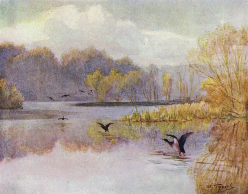 Uusi metsä: Minsteadin tehtaan allas (väri litho) tekijältä Walter Frederick Roofe Tyndale