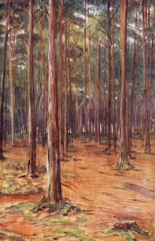 Wessex: Bournemouthin lähellä sijaitsevat mäntymetsät (värilitro). tekijältä Walter Frederick Roofe Tyndale