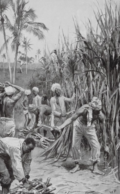 Trinidad Coolies at Work in a Cane-Field (litho) (litografia) tekijältä Walter Paget