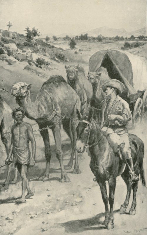 Camel-Caravan, Länsi-Australia tekijältä Walter Stanley Paget
