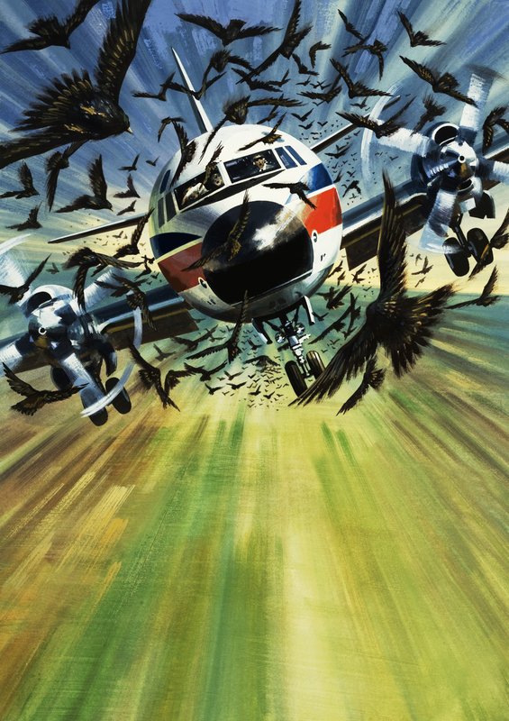 Lintuparven uhkaama matkustajakone tekijältä Wilf (20th century) Hardy