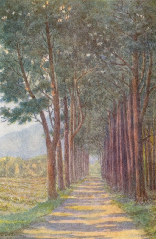 Fir Avenue, "Alphen" (värilitro) tekijältä Wilhelm Westhofen