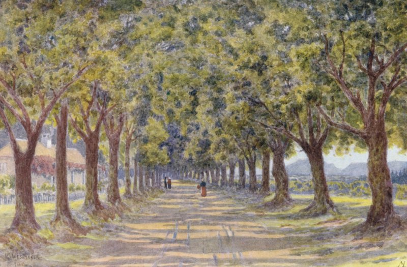 Oak Avenue, Newlands (värilitografia) tekijältä Wilhelm Westhofen