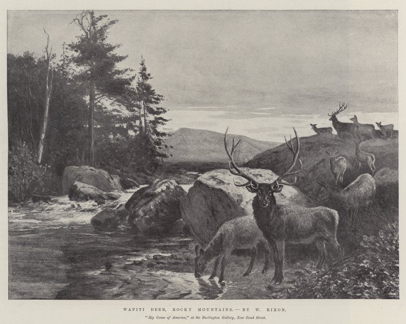 Wapiti Deer, Kalliovuoret tekijältä William Augustus Rixon