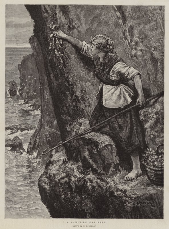 Samphire Gatherer tekijältä William Bazett Murray