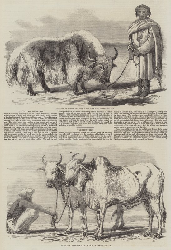 Jakki, Tiibet Ox tekijältä William Carpenter