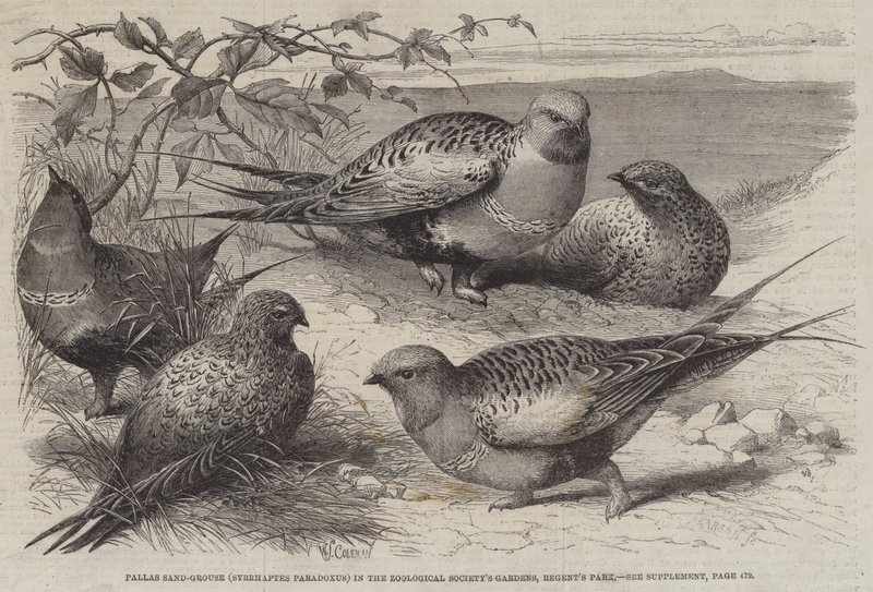 Pallas Sand-Grouse (Syrrhaptes paradoxus) Zoological Societyn puutarhassa, Regent