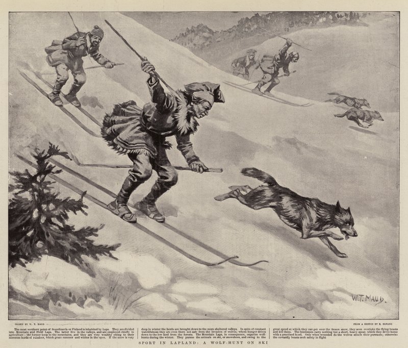 Urheilua Lapissa, Sudenmetsästys hiihtäen tekijältä William T. Maud