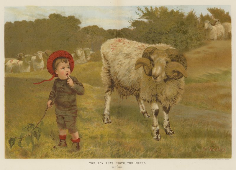 Poika, joka ajoi lampaita (chromolitho) tekijältä William Weekes