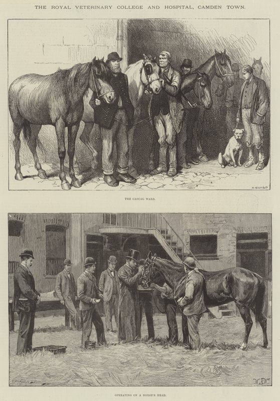 Royal Veterinary College ja sairaala, Camden Town tekijältä William Barnes Wollen
