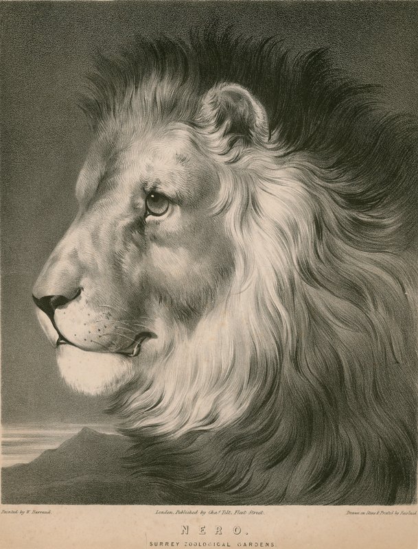 Nero leijona, Surrey Zoological Gardens, Lontoo tekijältä William Barraud