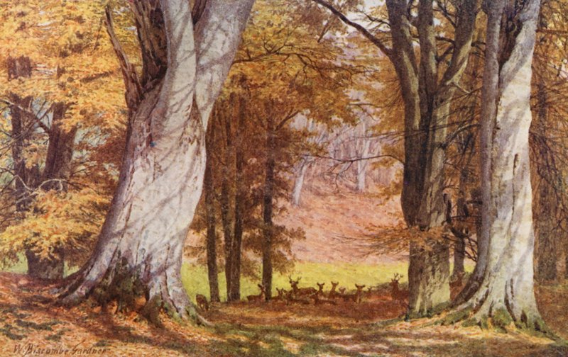 Knole Parkissa, lähellä Kuningasbokin puistoa (värilitro). tekijältä William Biscombe Gardner