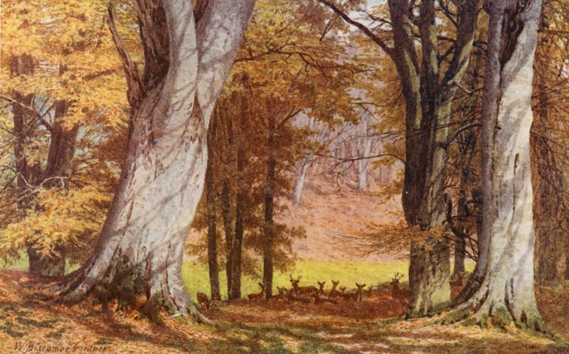 The Wilberforce Oak, Holwood Park, Keston (värilitro). tekijältä William Biscombe Gardner
