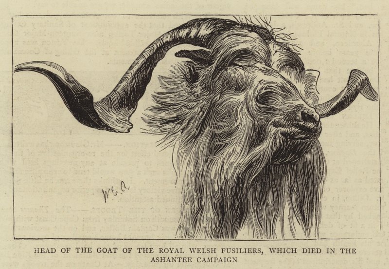 Ashantee-kampanjassa kuolleen Royal Welsh Fusiliersin vuohen päällikkö tekijältä William Edward Atkins