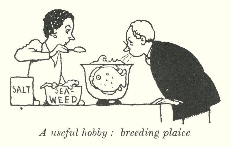 Hyödyllinen harrastus, punakampelan kasvatus (litho) tekijältä William Heath Robinson