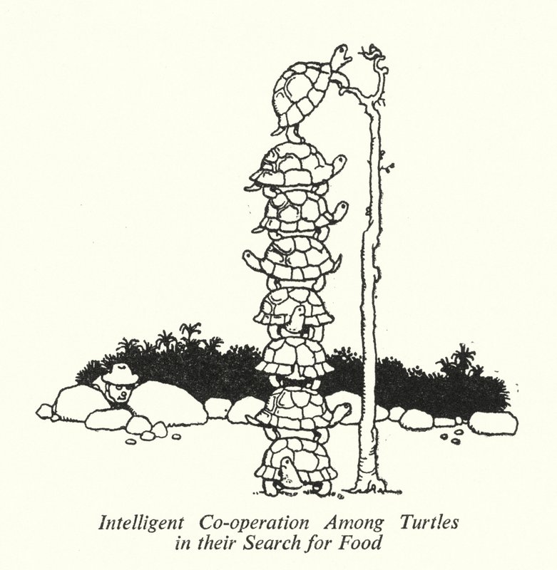 Älykäs yhteistyö kilpikonnien välillä heidän etsiessään ruokaa (litho) tekijältä William Heath Robinson