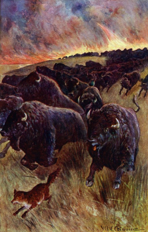 "Näin puhvelilauman, joka ryntäsi pakoon liekkejä" (väri litho) tekijältä William Henry Charles Groome