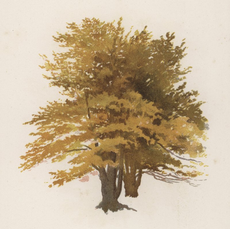 Puut: Pyökki (väri litho) tekijältä William Henry James (after) Boot