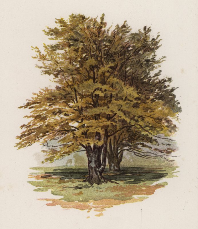 Puut: Pyökki (väri litho) tekijältä William Henry James (after) Boot