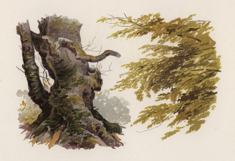 Puut: Pyökki (väri litho) tekijältä William Henry James (after) Boot