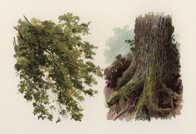 Puut: Jalava (väri litho) tekijältä William Henry James (after) Boot