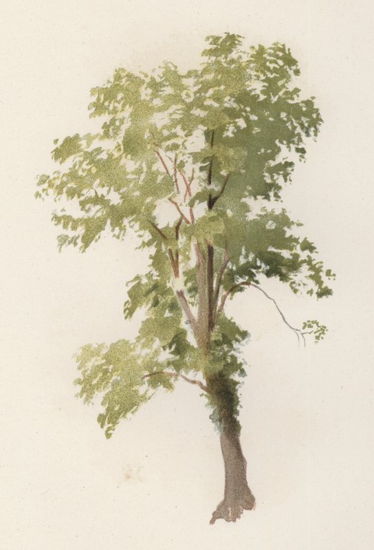 Puut: Jalava (väri litho) tekijältä William Henry James (after) Boot