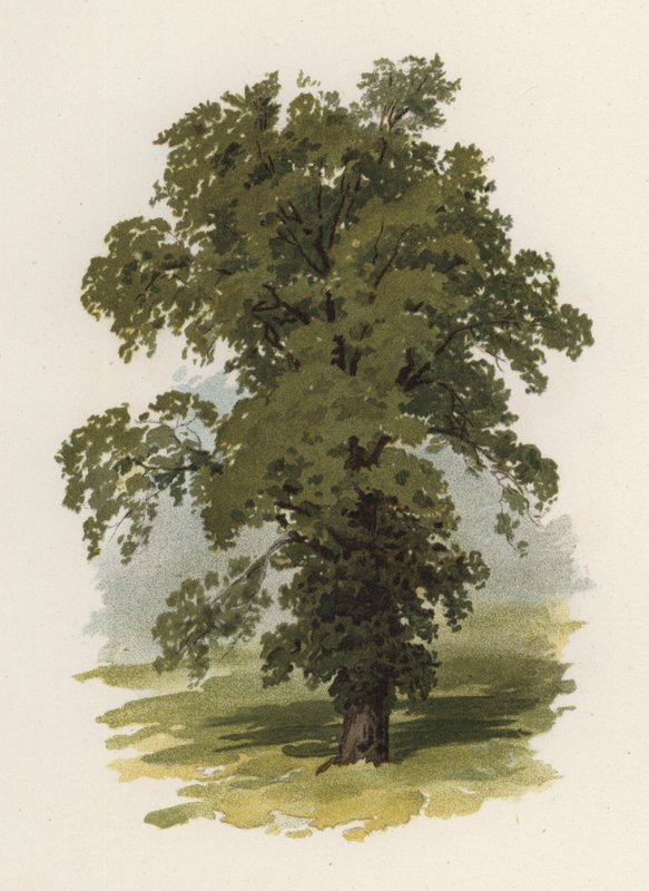 Puut: Jalava (väri litho) tekijältä William Henry James (after) Boot