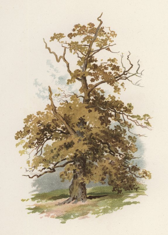 Puut: Tammi (väri litho) tekijältä William Henry James (after) Boot