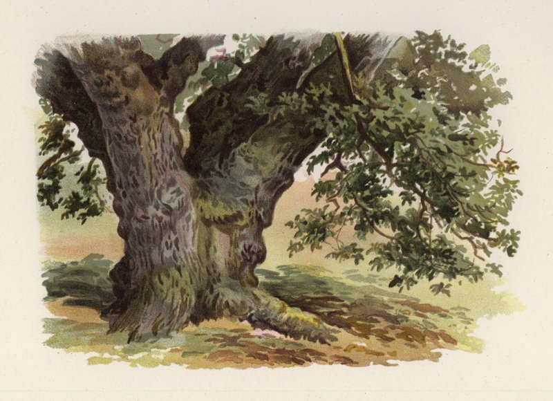 Puut: Tammi (väri litho) tekijältä William Henry James (after) Boot