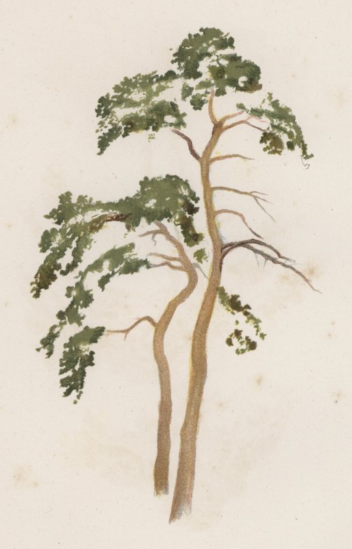 Puut: Scotch Fir (väri litho) tekijältä William Henry James (after) Boot