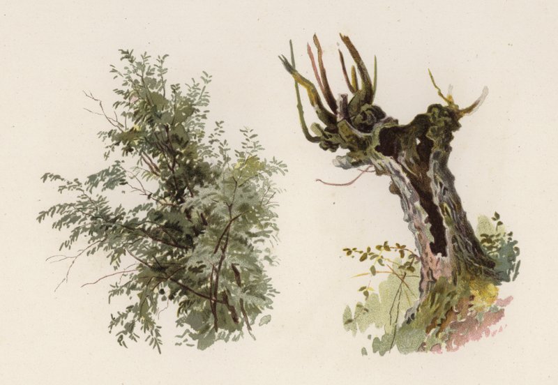 Puut: Willow (väri litho) tekijältä William Henry James (after) Boot