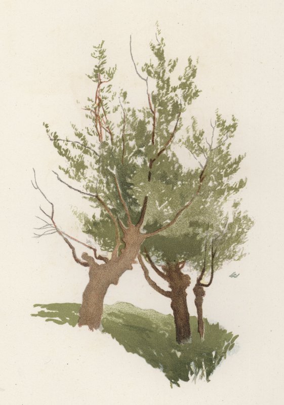 Puut: Willow (väri litho) tekijältä William Henry James (after) Boot