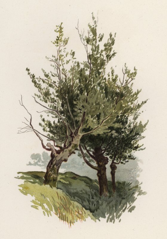 Puut: Willow (väri litho) tekijältä William Henry James (after) Boot