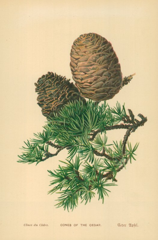 Cedarin käpyjä tekijältä William Henry James Boot