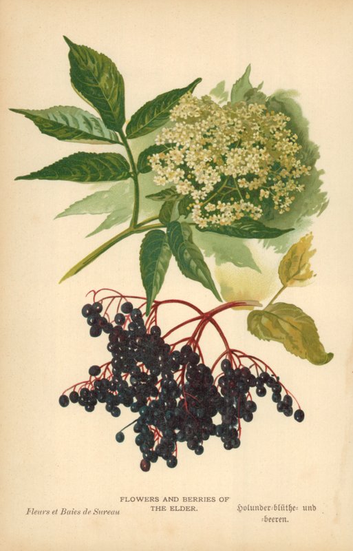 Mga Bulaklak at Berries ng Elderfinn tekijältä William Henry James Boot