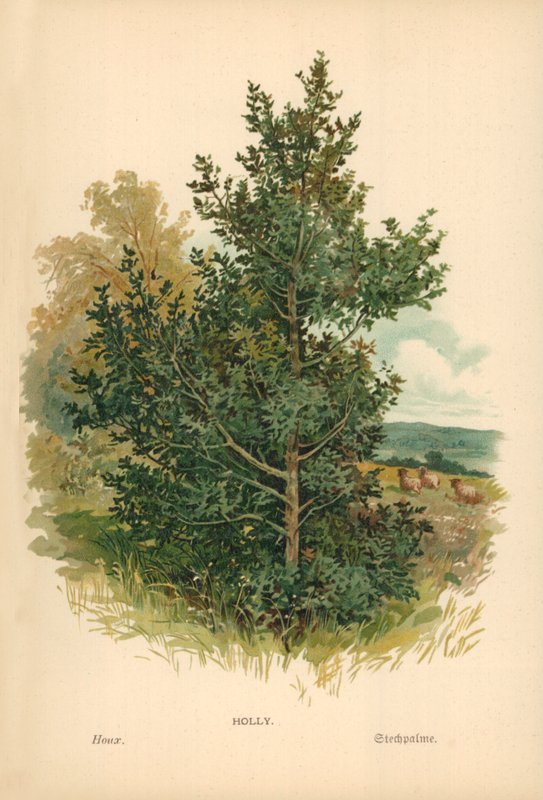 Holly tekijältä William Henry James Boot