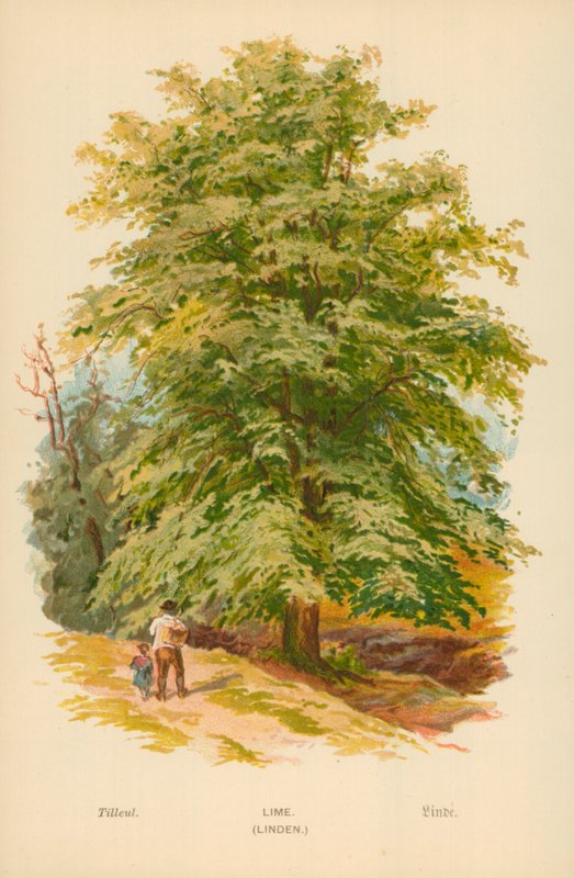 Lime. (Lehmus) tekijältä William Henry James Boot