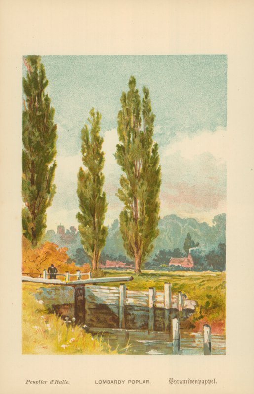 Lombardian poppeli tekijältä William Henry James Boot
