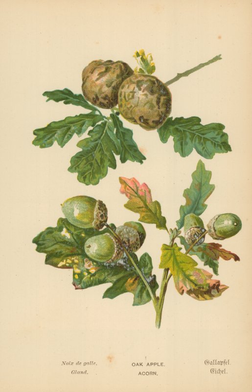 Tammi omena. Acorn tekijältä William Henry James Boot