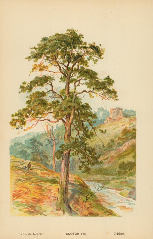 Scotch Fir tekijältä William Henry James Boot